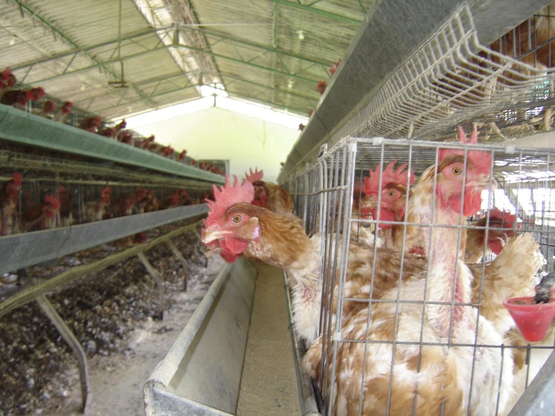 Ballot Initiatives in California and Colorado Could Ban Factory Farming