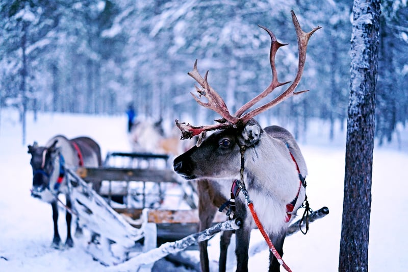 A reindeer is lead up to pull a sled through a snowy forest.