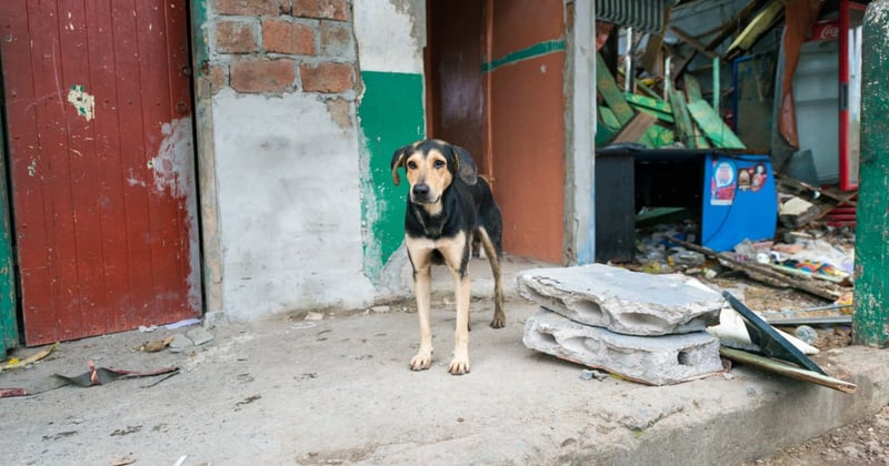 Dog surrounded by debris outside his home in Ecuador