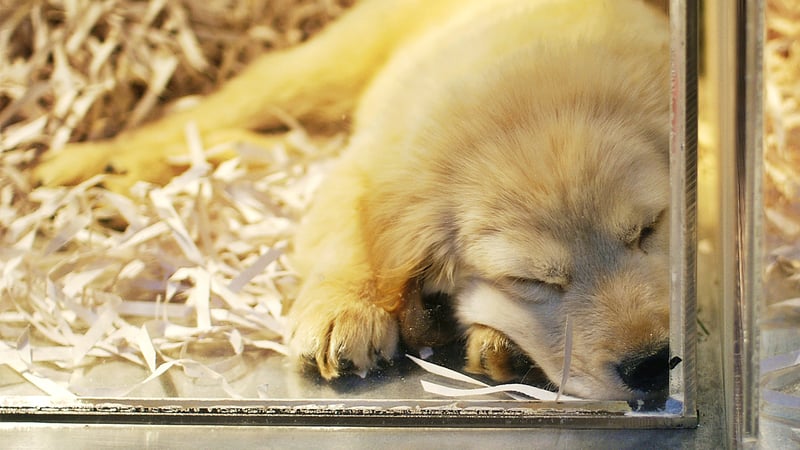 dog in pet store window