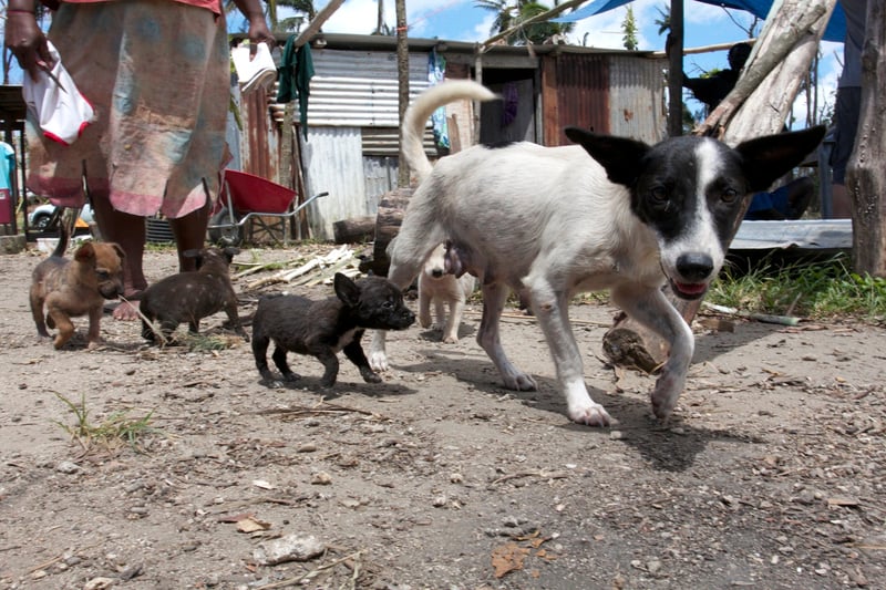 A mother with her young puppies who have survived the cyclone