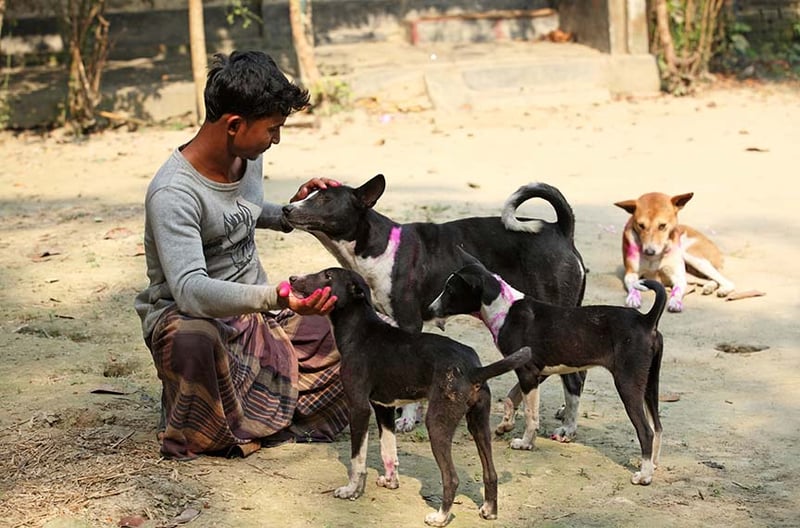 Man and his four recently vaccinated dogs in Bangladesh