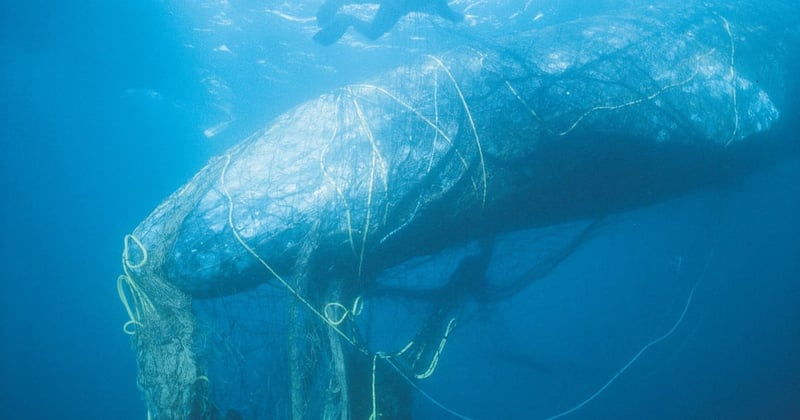 As 33ft sperm whale trapped in fishing net dies, we urge more action to protect marine animals