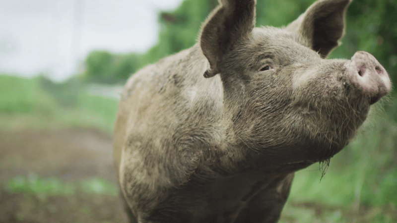 Pictured: A pig outside looking up and soaking in the sun, from our 2021 end of year film.