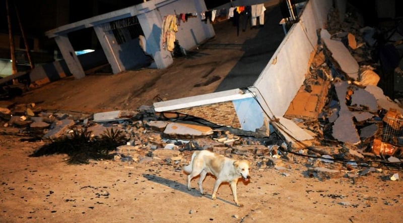 Dog walking past rubble in Ecuador