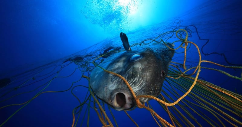 The deadliest catch lost fishing gear is more abundant than ever