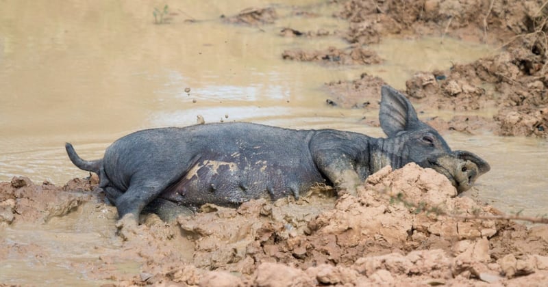 pig wallowing in mud