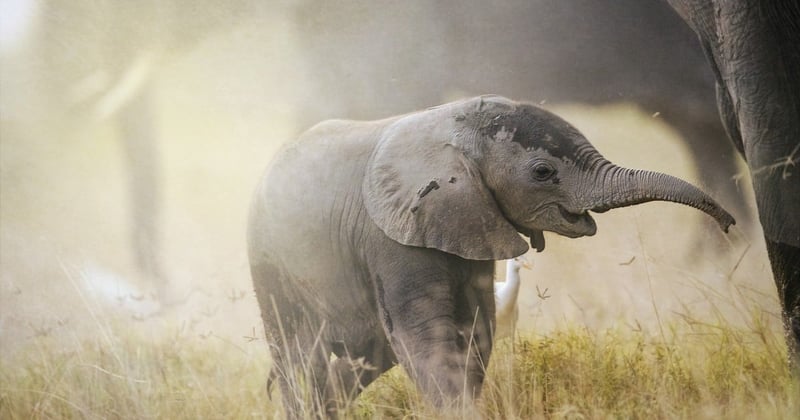 baby elephant in the wild