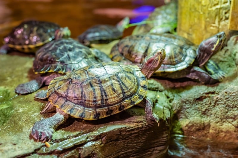 red-eared slider turtles in a cage