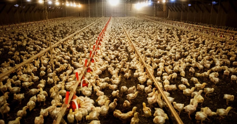 Image of broiler chickens in a farm