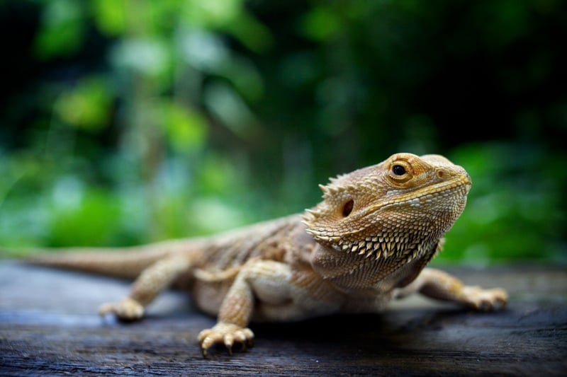 bearded dragon sitting on a rock staring at the camera