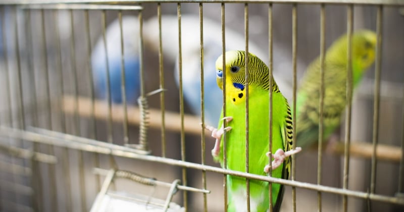 parakeet in a cage