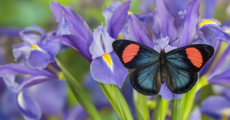 a blue, black, and pink butterfly amongst purple iris flowers