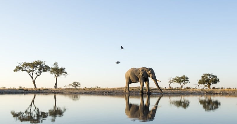 elephant walking along a body of water in the wild