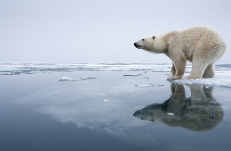 polar bear standing on melting ice