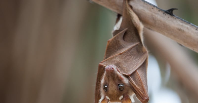 bat hanging from a branch