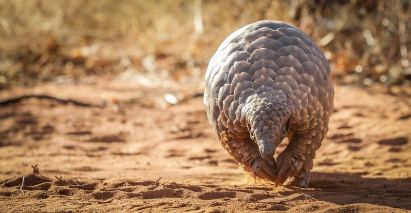 Pangolin