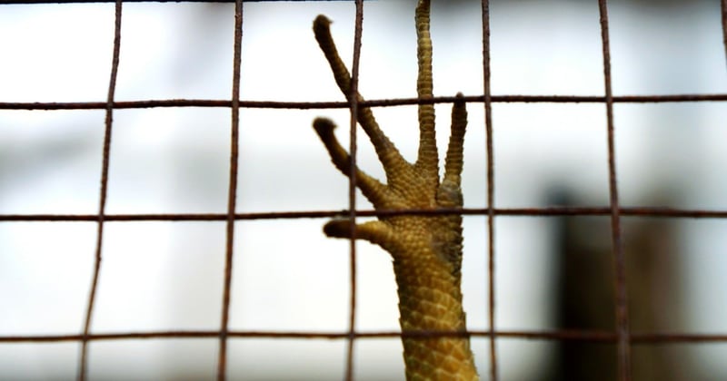 New Interactive site Exposes Animal Suffering in the Wildlife Trade