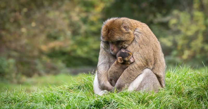 Monkeys hugging