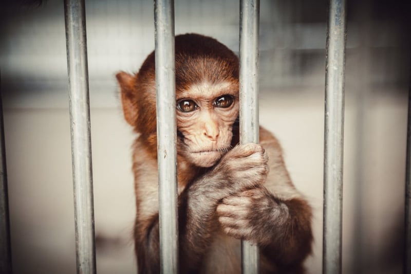 small monkey in a cage