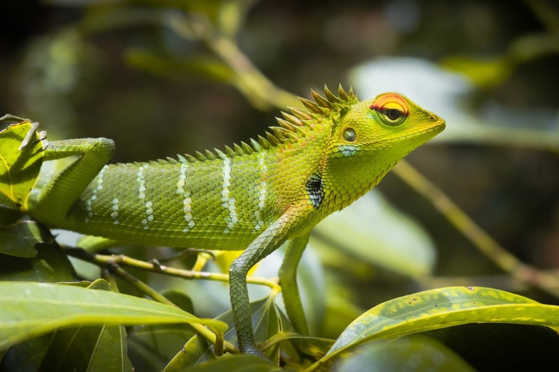 Pictured: A green reptile in the wild.