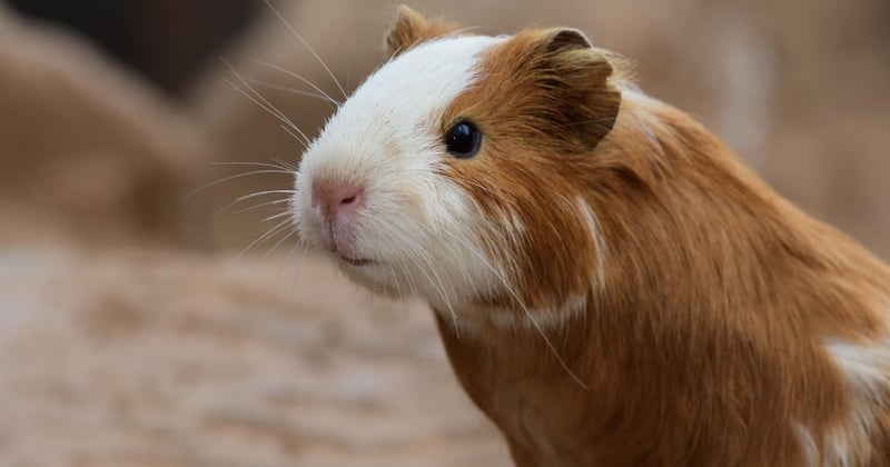 guinea pig