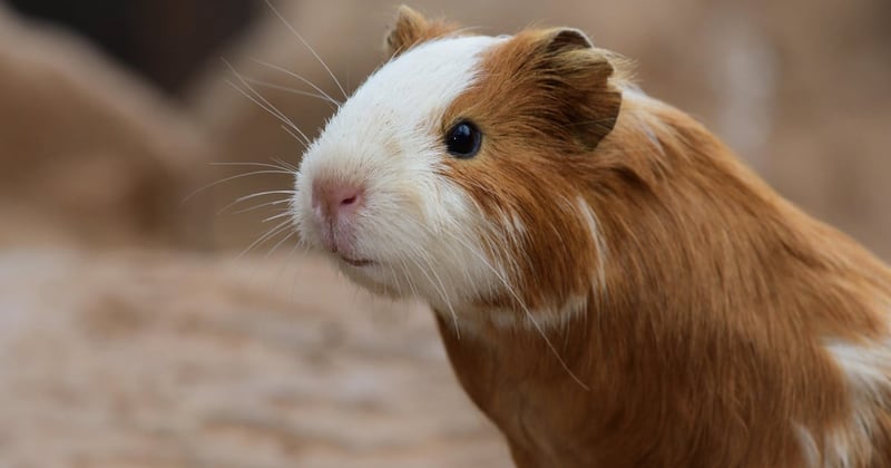 guinea pig 