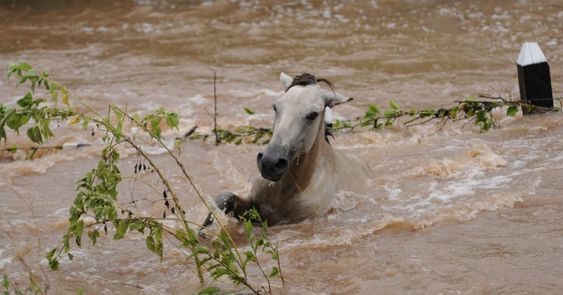 A horse in Nicaragua gets caught in the flood waters after Hurricane Jova - World Animal Protection - Disaster management