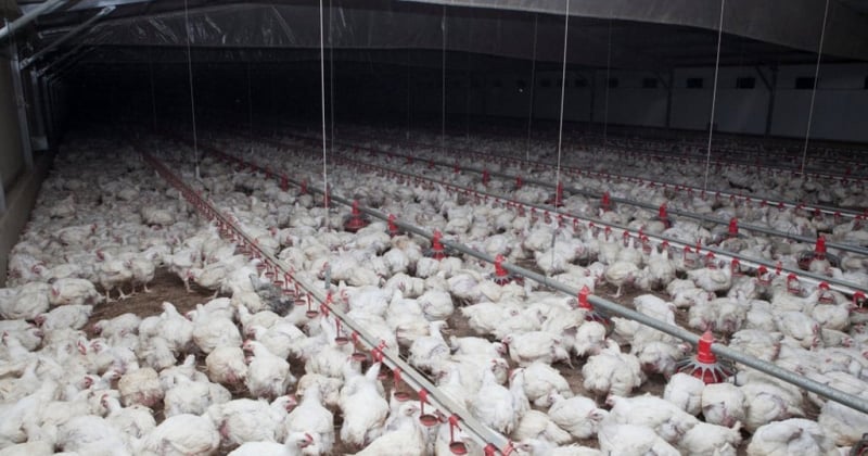 Chickens in factory farm, South Australia