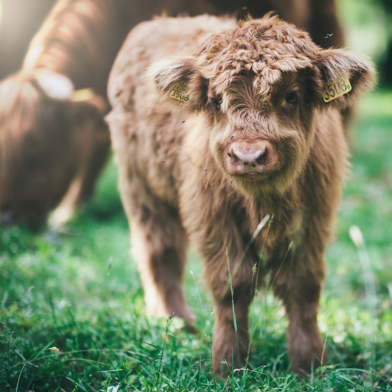 A baby cow on grass
