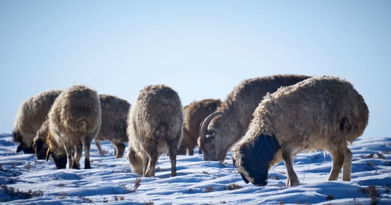 Sheep try to find grass under the snow in Mongolia