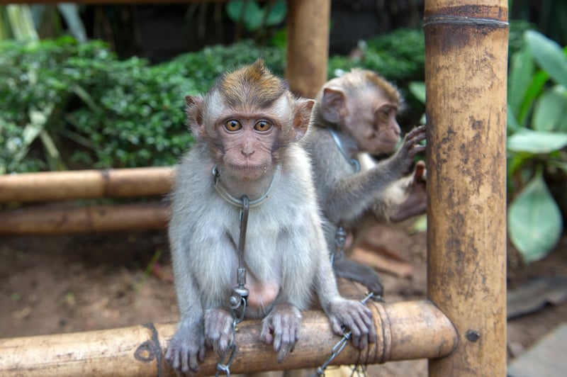 A chained monkey at a tourist attraction in Bali.