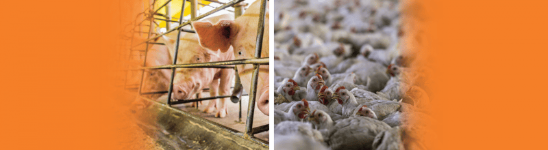 a collage of pigs and chickens on a factory farm