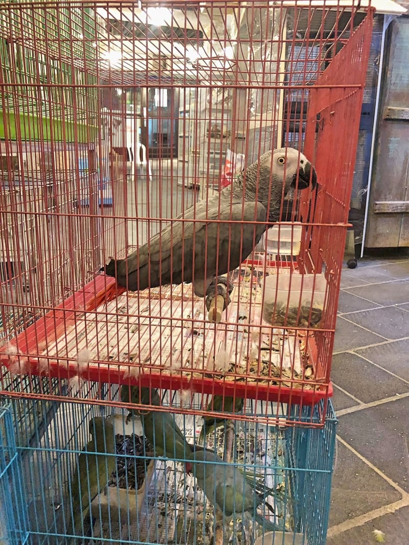 parrot, undisclosed