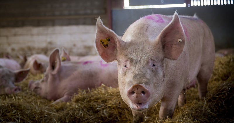 World Animal Protection applauds Kroger on commitment to end the use of ...
