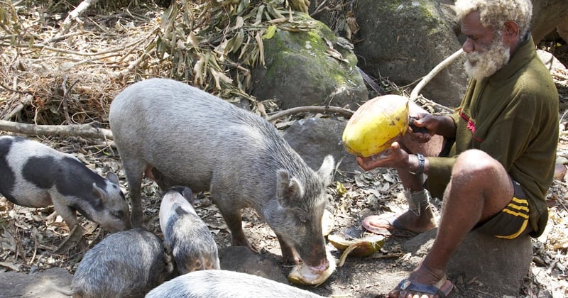 A farmer opens coconuts for his pigs on Epi Island, Vanuatu.