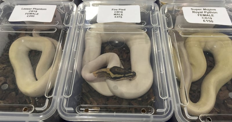 Reptiles in plastic containers at a reptile show