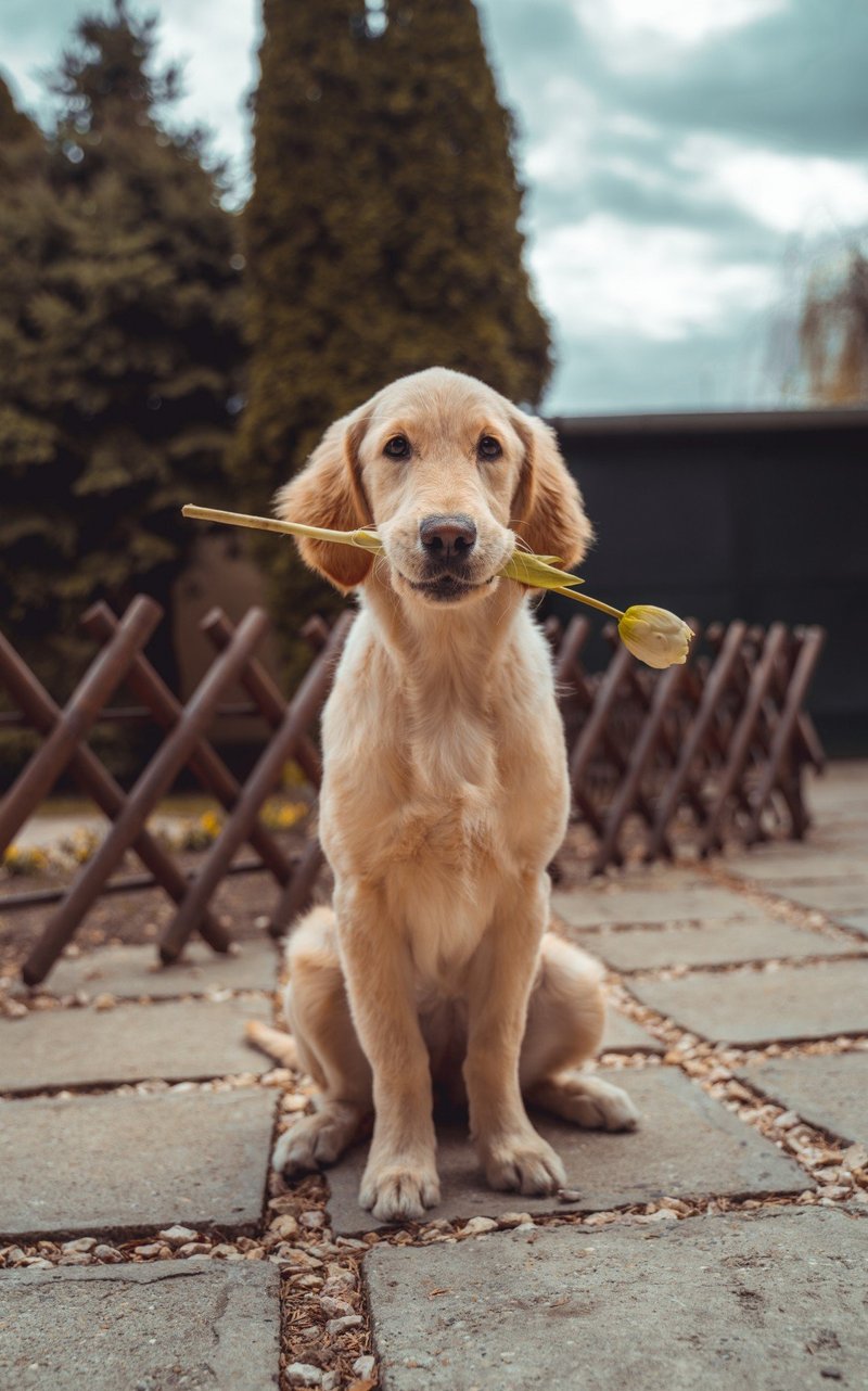 Glad hund med en gul ros i munnen