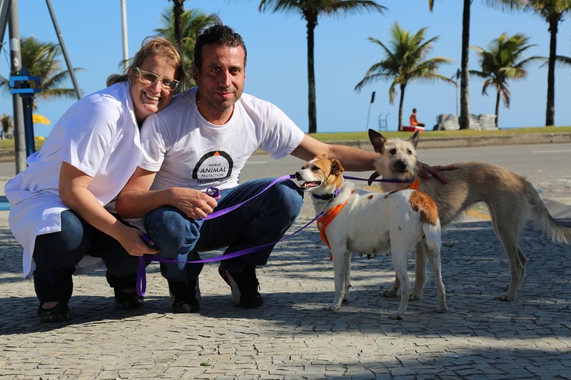 Dog adoption and rescue Rio 2016 Olympics