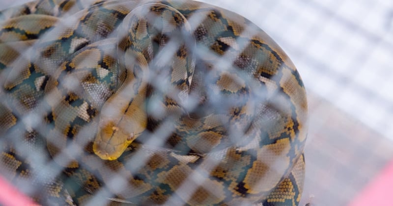 Snake in captivity in Bali - World Animal Protection - Coronavirus