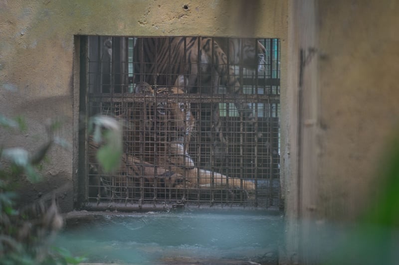 A tiger kept in a zoo