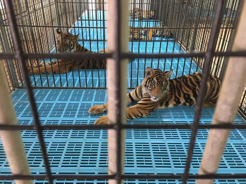 tigers, Thailand