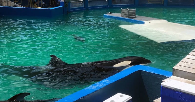 Tokitae, the orca also known as Lolita, is pictured in her small tank in Miami Seaquarium.