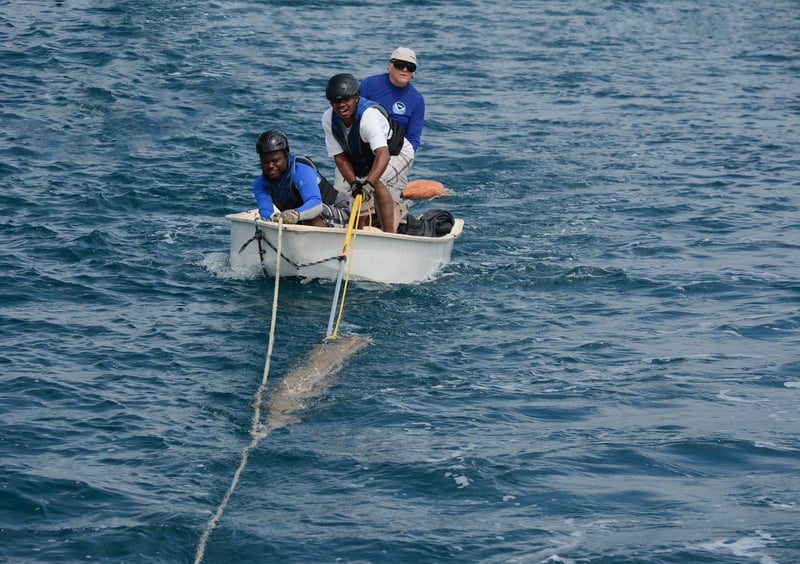 Whale disentanglement training in Tonga