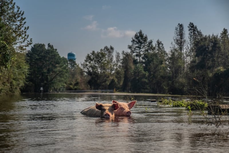 Pigs swimming after Hurricane Florence
