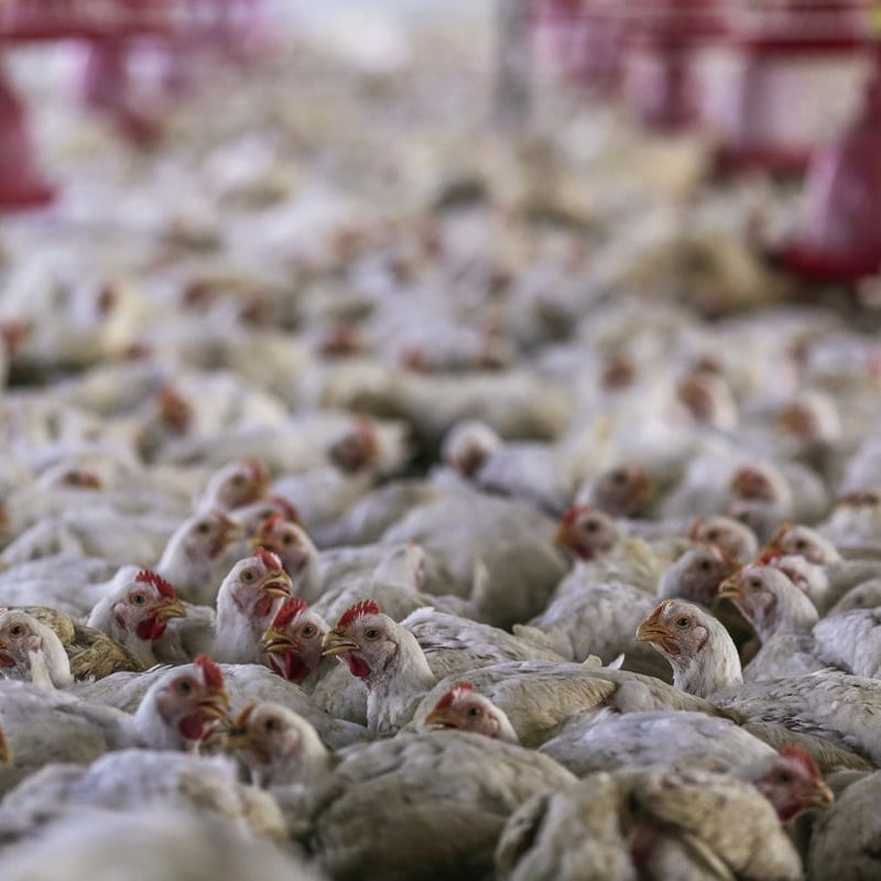 Bird Flu Is Spreading—First Human Case Occurs Without Known Cause
