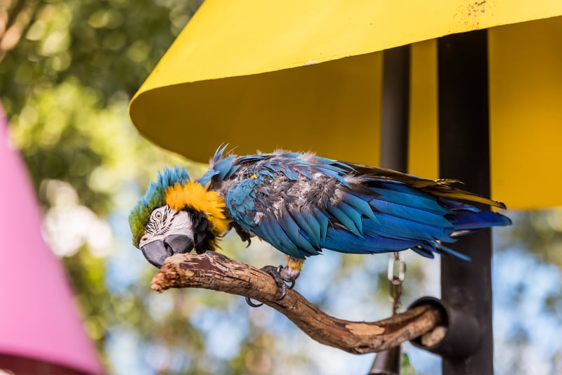Parrot at Miami Seaquarium.