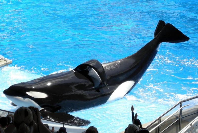 Tilikum: What Happened to the Orca Who Inspired a Movement to End ...