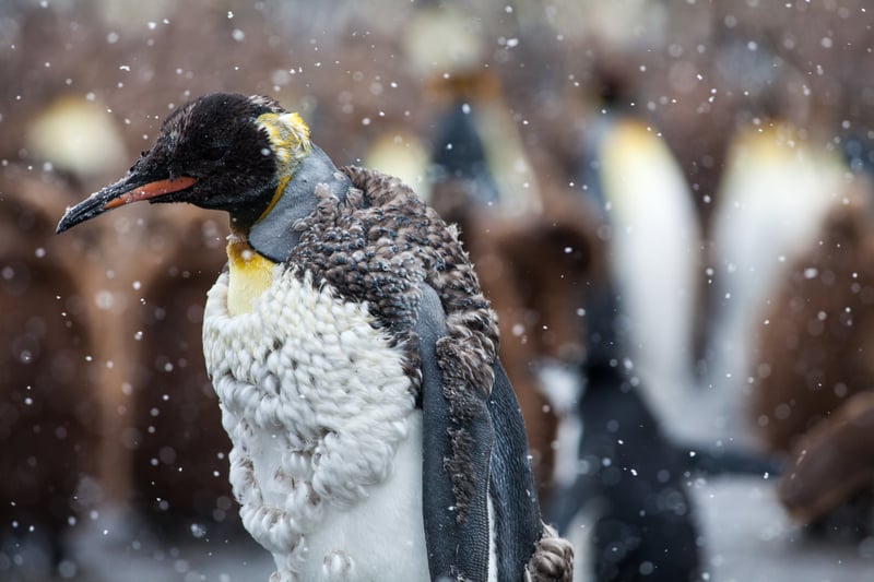King penguin molting in the wild.