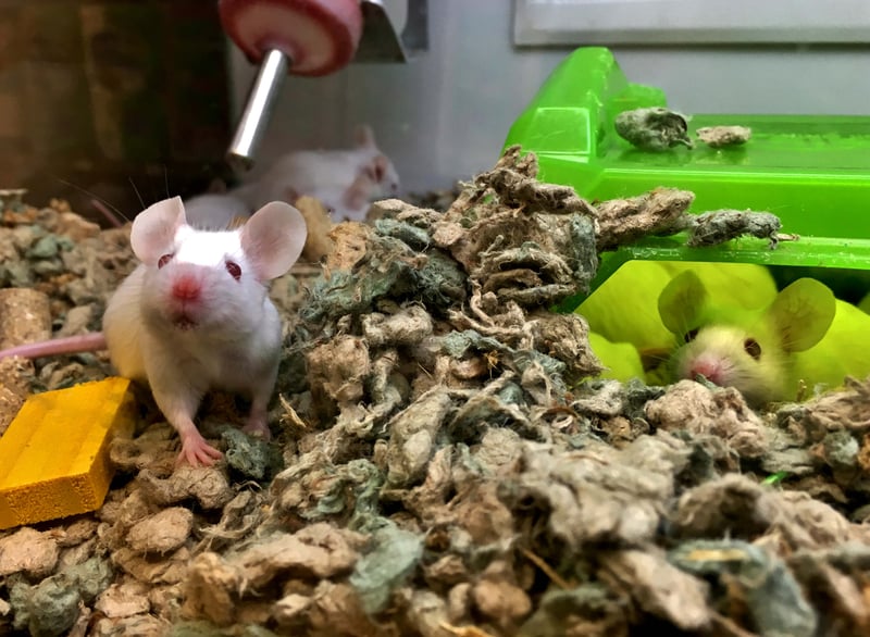 Pet Store Horror The Truth About “Feeder Animals”